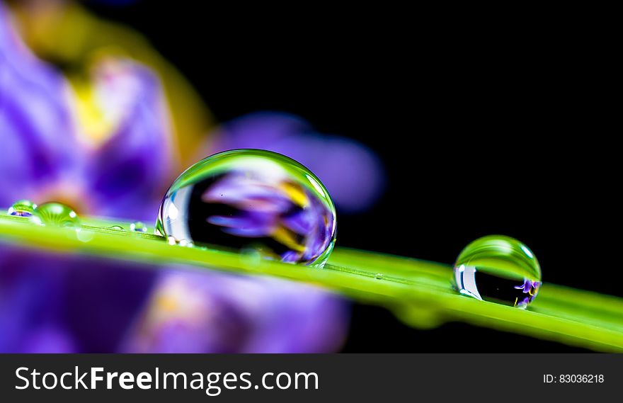 A blade of grass with water droplets. A blade of grass with water droplets.