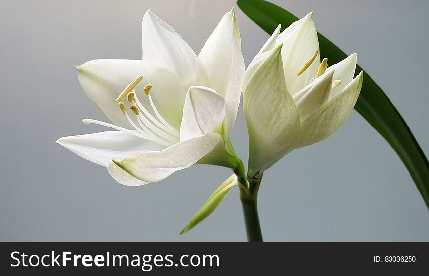 White lily flower in bloom with light background.