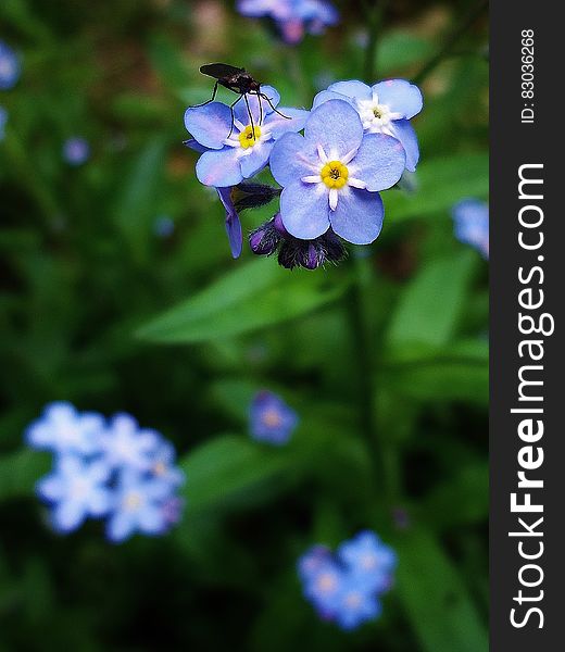 Black Insect On Blue And Yellow Flowers In Macro Lens Photography