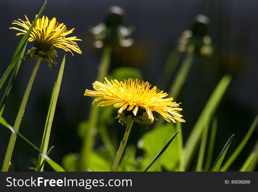 Bokeh Shot of Yellow Flower during Daytime