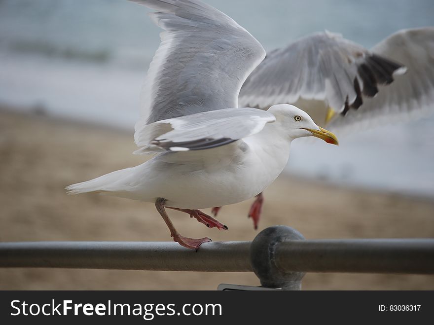 Side view of seagull landing or taking off from beach railing with sea in background. Side view of seagull landing or taking off from beach railing with sea in background.