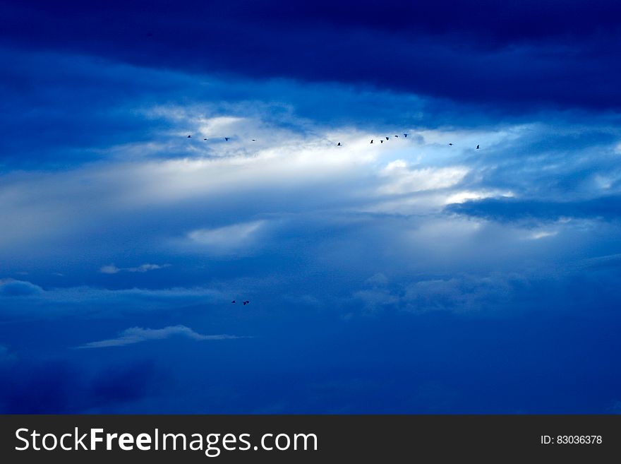 A flock of birds on the sky with dark blue skies. A flock of birds on the sky with dark blue skies.