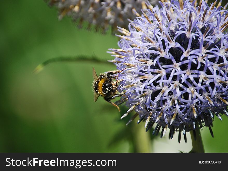 Closeup of bee collecting pollen from onion flower, green background. Closeup of bee collecting pollen from onion flower, green background.