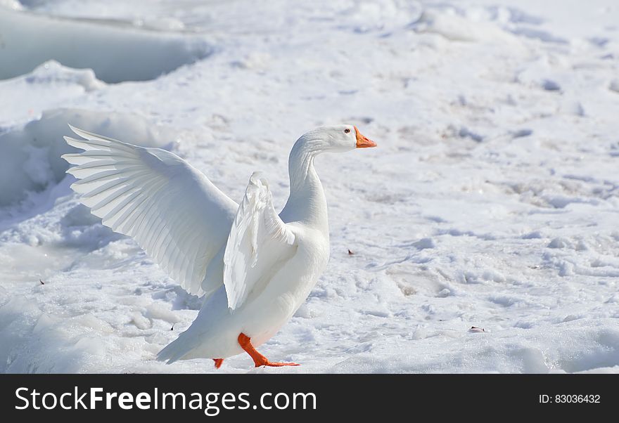 White Goose on Snow Covered Ground at Daytime