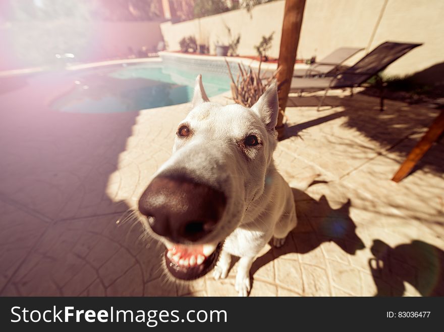 Portrait of dog outside next to swimming pool with exaggerated nose. Portrait of dog outside next to swimming pool with exaggerated nose.