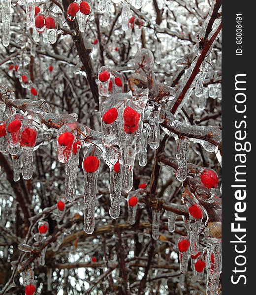 Close up of ice on red berries on bush in winter garden. Close up of ice on red berries on bush in winter garden.