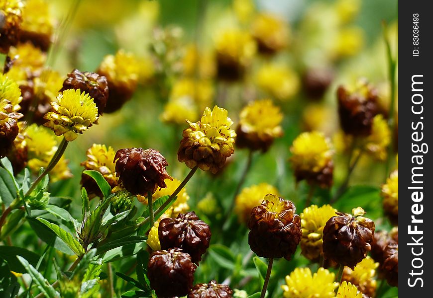 Brown and Yellow Cluster Petaled Flower Closed Up Photography