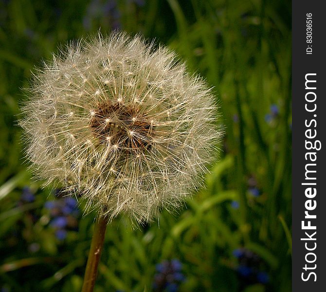 Dandelion In Focus Photography