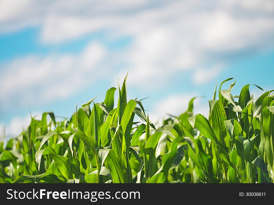 A green cornfield and blurred clouded sky in the background.