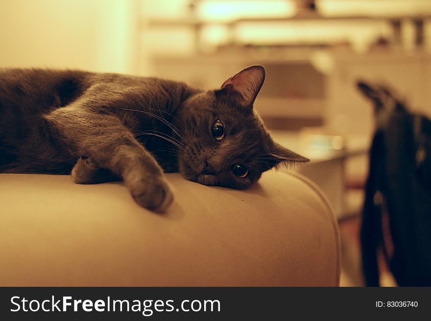 Black and Grey Short Coat Medium Cat