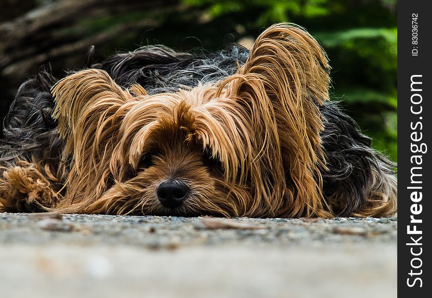 Yorkshire Terrier Dog