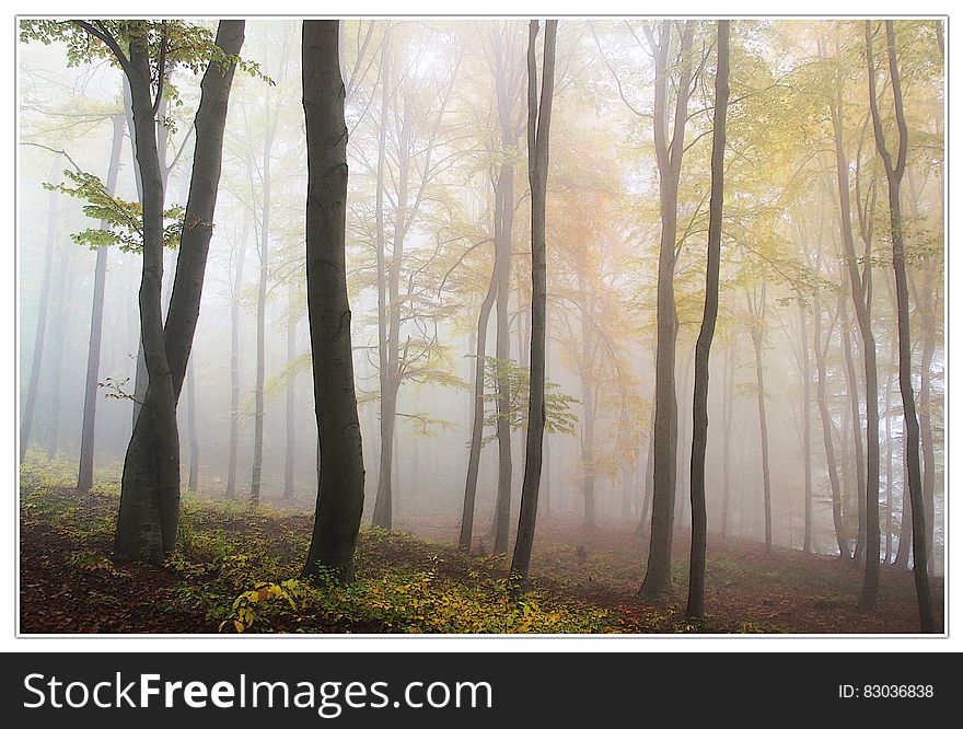 Green Leaf Trees Painting