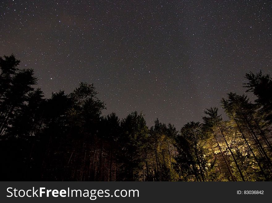 View of starry night sky and tree silhouettes in a forest. View of starry night sky and tree silhouettes in a forest.