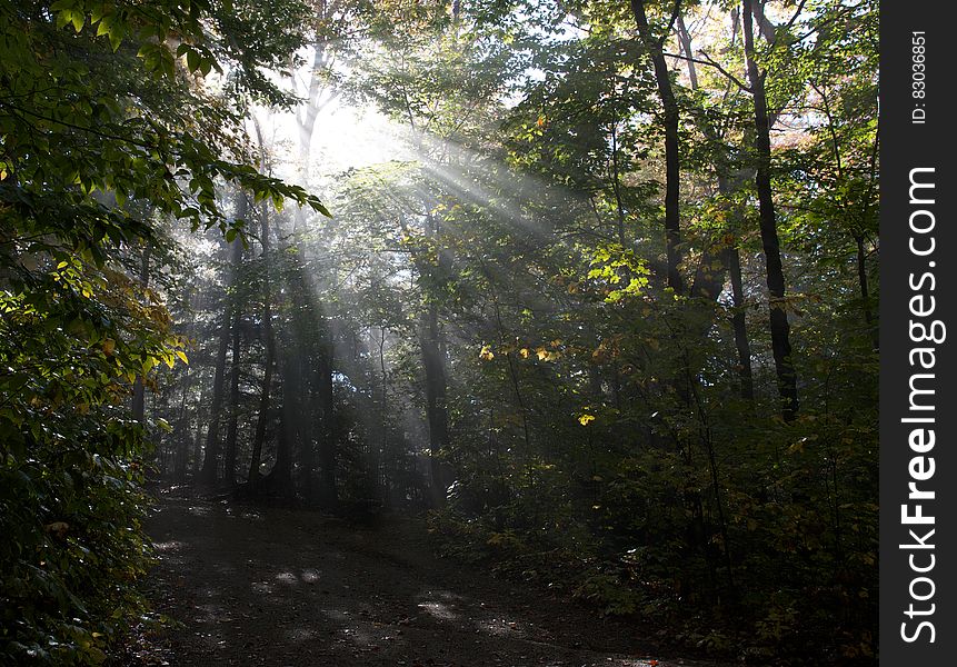 Sunbeams In Forest