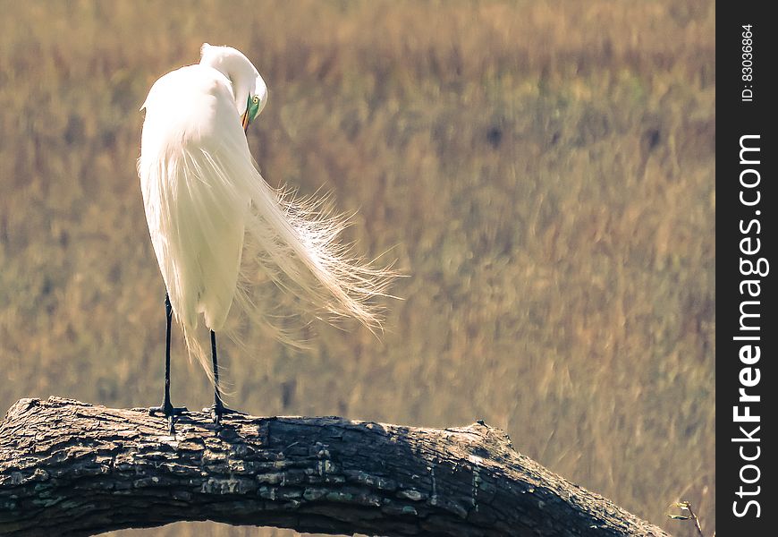 White Feathered Bird on Top of Brown Tree Twig