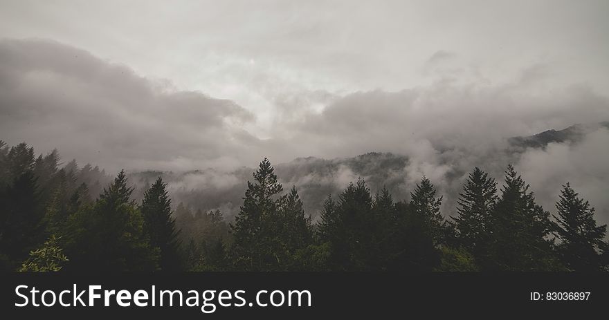 Aerial view of clouds over pine tree forest in valley. Aerial view of clouds over pine tree forest in valley.