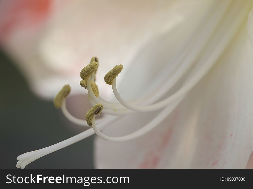 White and Beige Flower