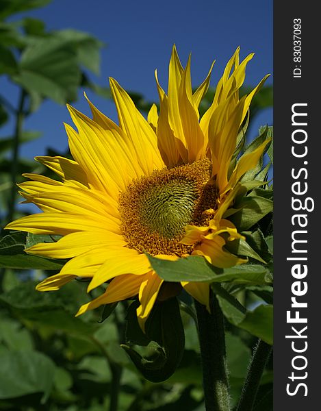 Sunflower Under Blue Sky During Daytime