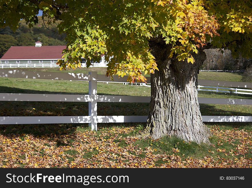 An autumn tree with a white board fence. An autumn tree with a white board fence.