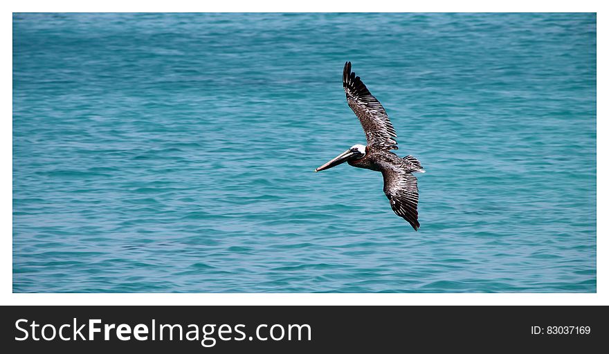 Black Sea Gulf Flying on Water Surface during Daytime