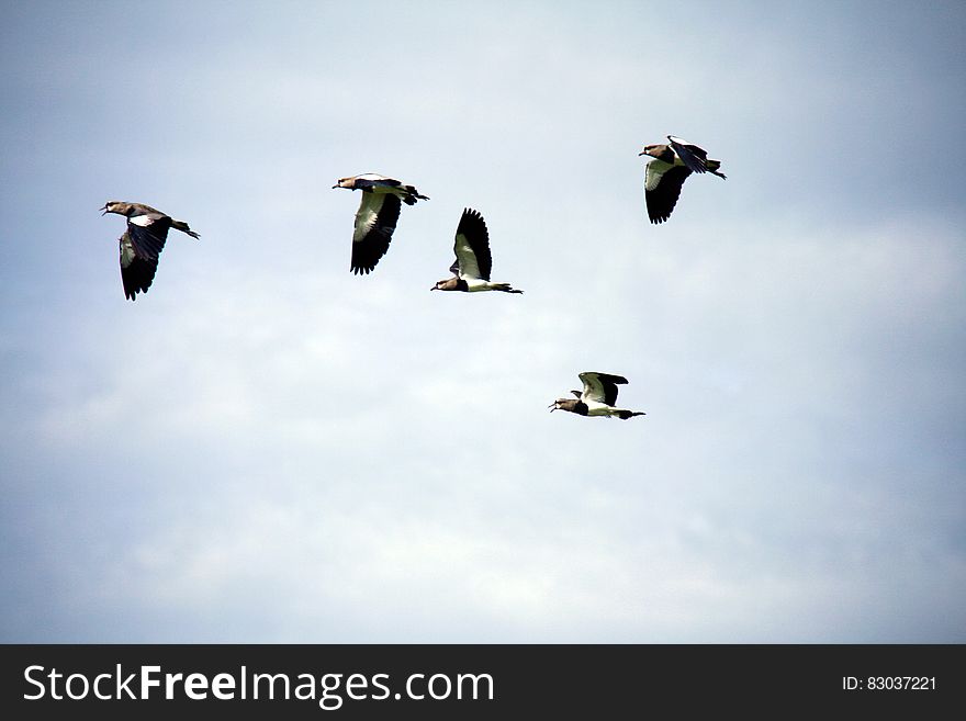 Flock of pigeons in flight with cloudscape background.