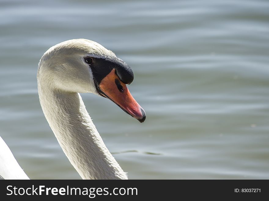Side portrait of white swan with water in background,
