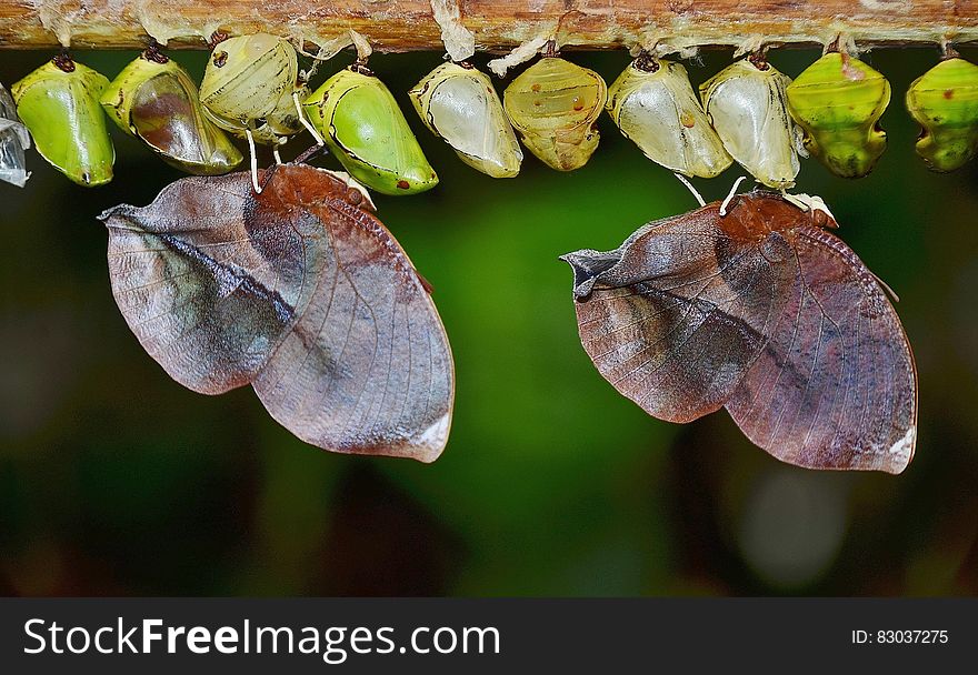 Row of large and small butterfly cocoons hung from a branch. Row of large and small butterfly cocoons hung from a branch.