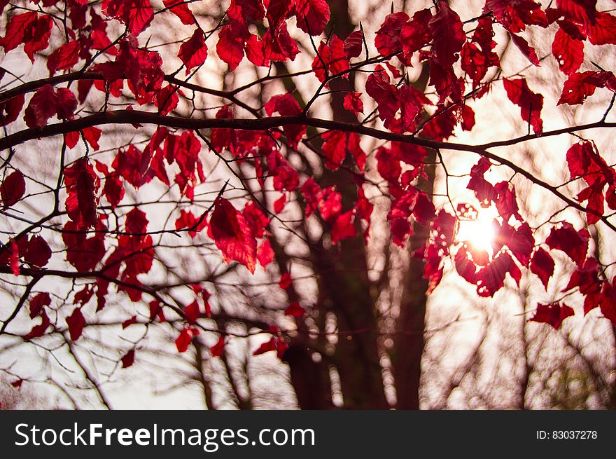 Tree with crimson autumn leaves, sun flare in background.