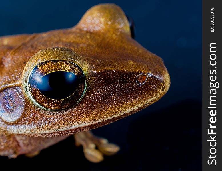 Macro Shot of Brown Frog
