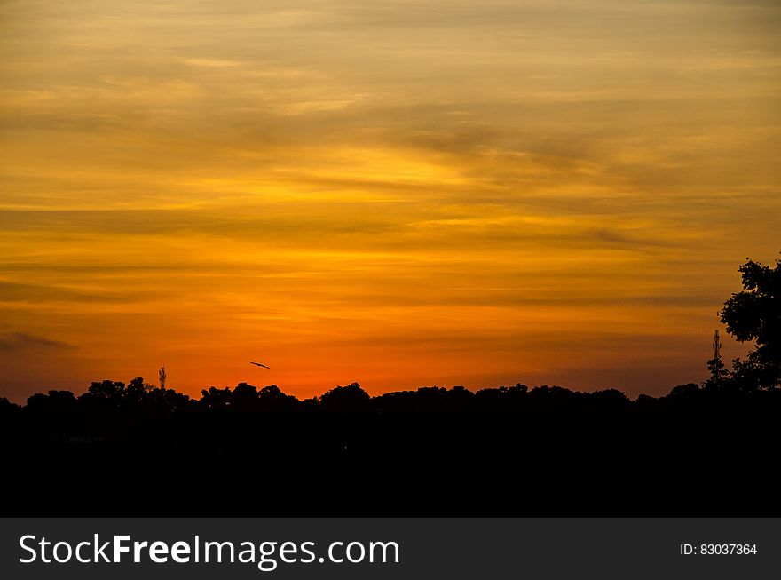 Silhouette Of Trees Under Orange Sky