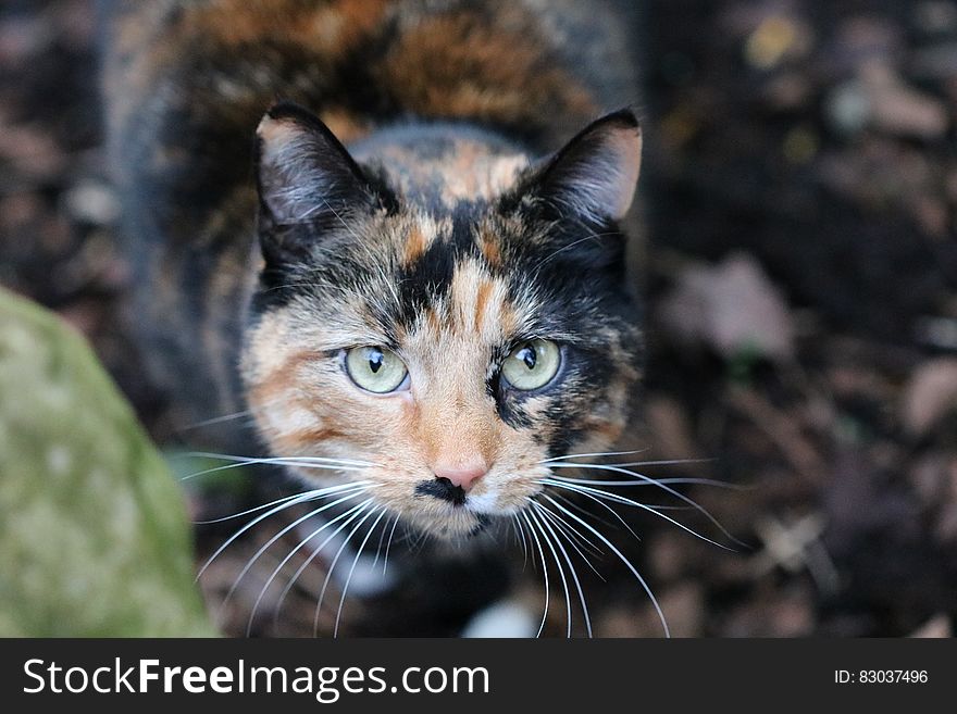 Cat in Selective Focus Photography during Daytime