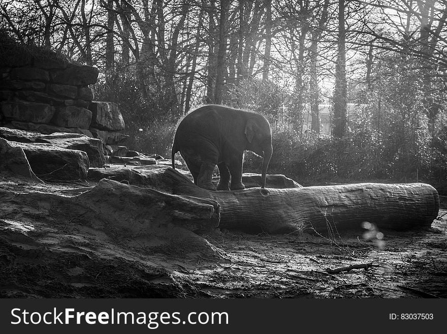 Baby elephant standing on top of logs and rocks in a clearing in the forest, background of trees. Baby elephant standing on top of logs and rocks in a clearing in the forest, background of trees.
