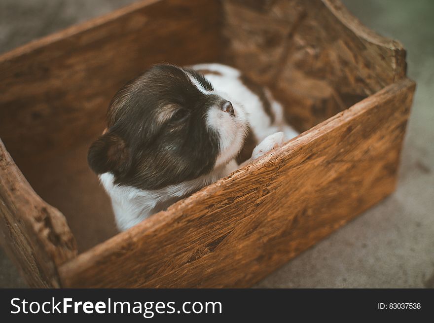 Black and White Puppy on Brown Wooden Box