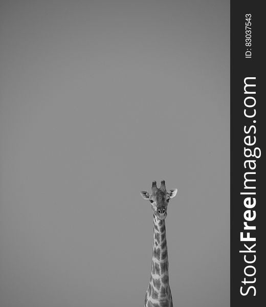 Giraffe on Grayscale Effect Portrait