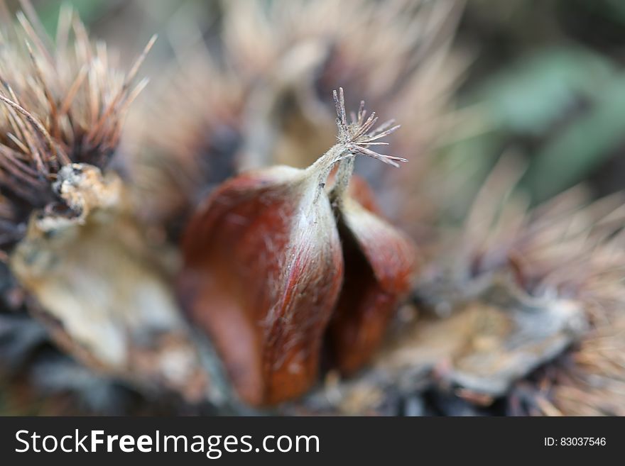 Close Up Photo Of A Brown Petaled Flower