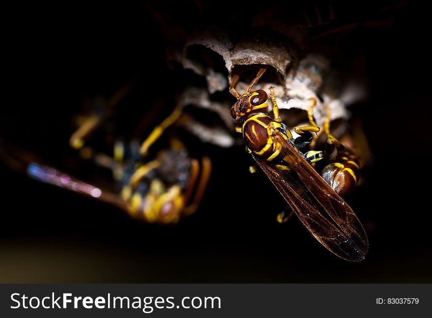 Close Up Wasp Portrait