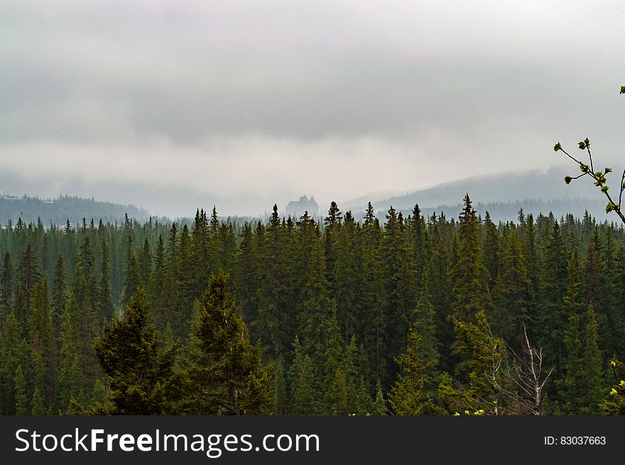 Green Trees Under Nimbus Clouds