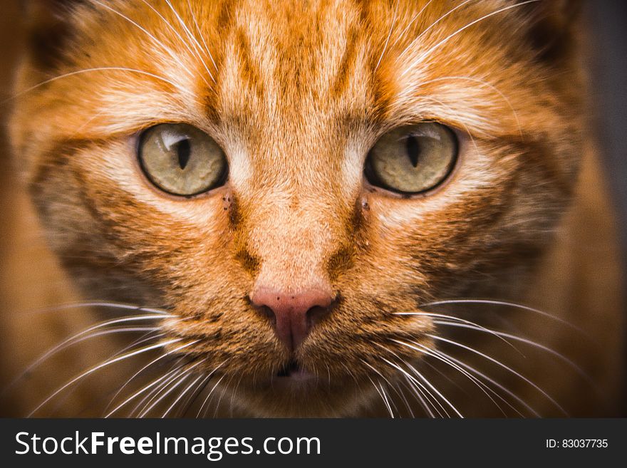 Close up portrait of yellow domestic short haired cat. Close up portrait of yellow domestic short haired cat.