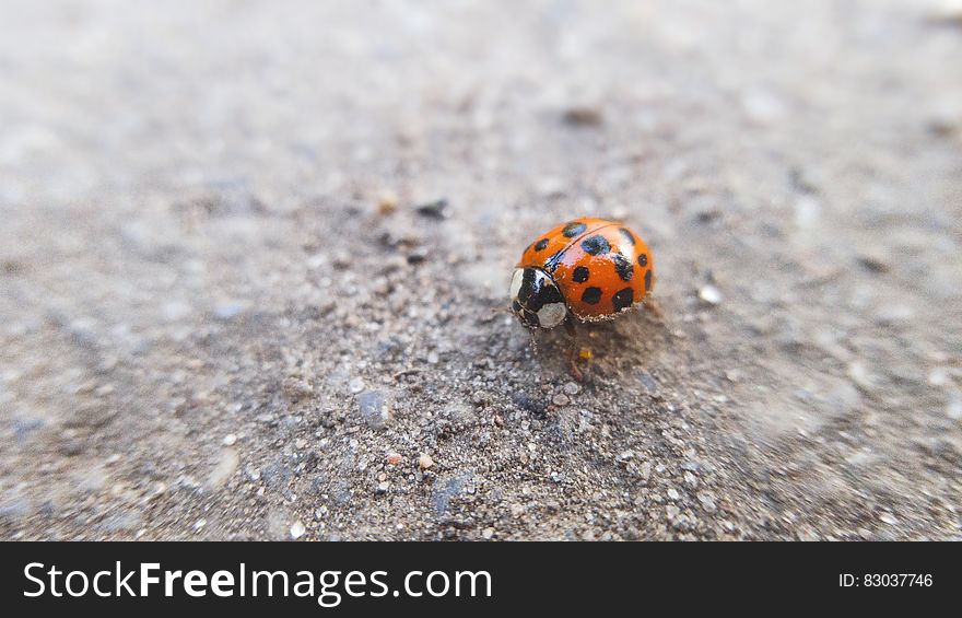 Orange Ladybug