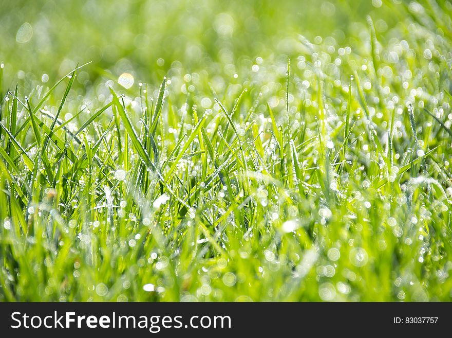 Green Grass during Daytime Close Up Shot Photography