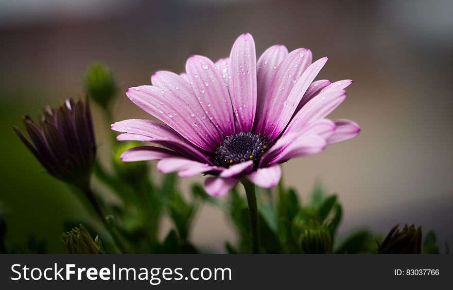 Purple Petal Flower