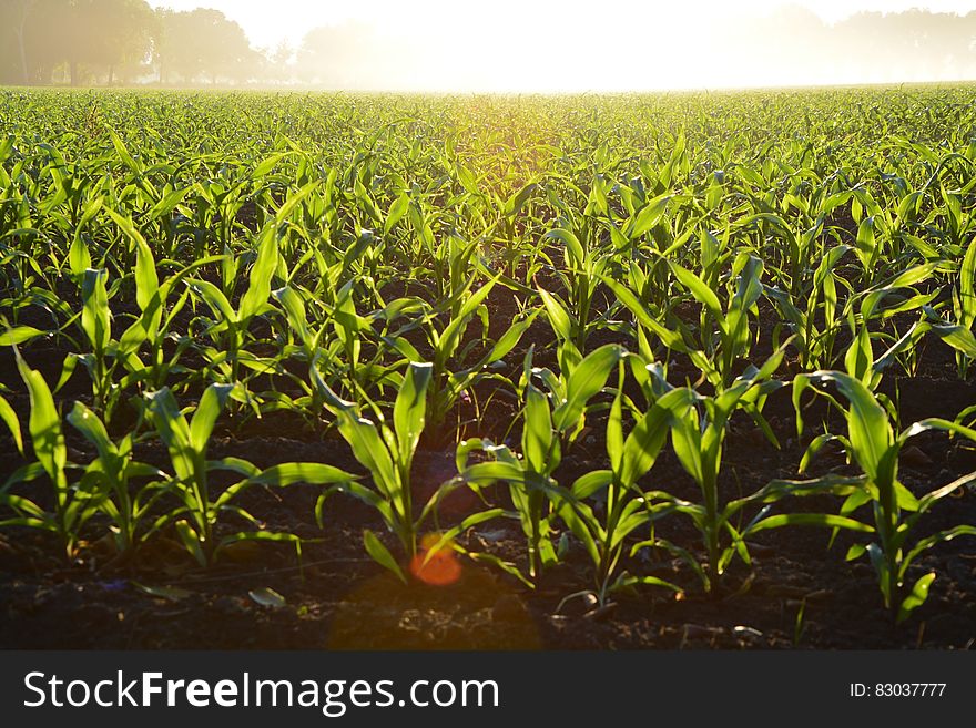 Corn Field during Daytime