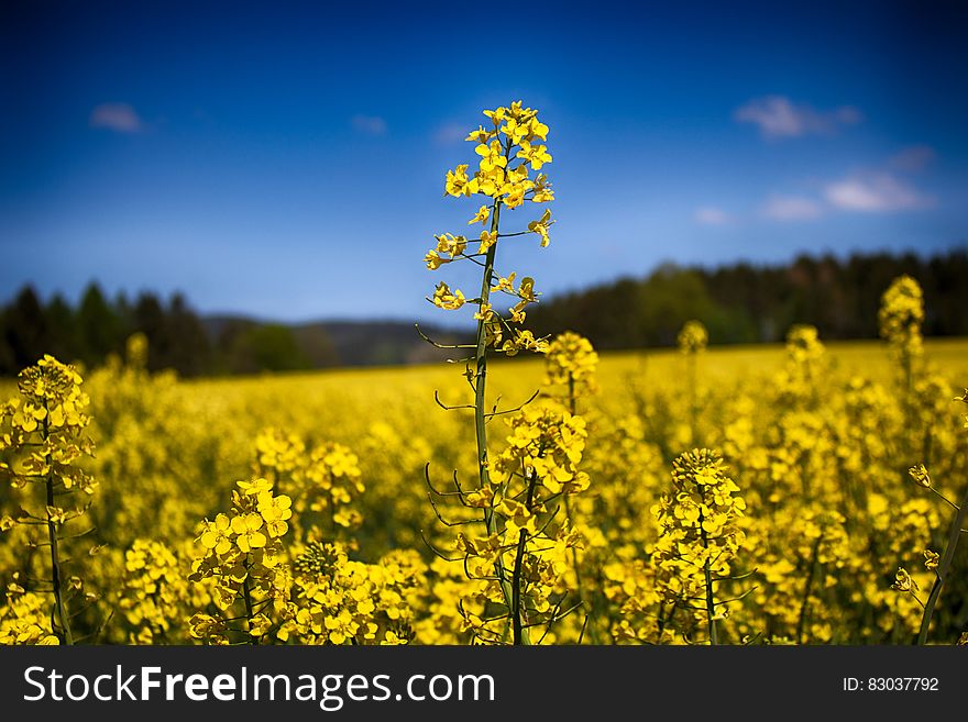 Yellow Canola Flowers