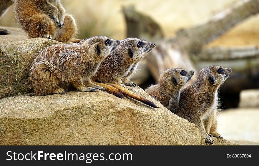 Portrait of meerkats on rocks in sunny zoo enclosure. Portrait of meerkats on rocks in sunny zoo enclosure.
