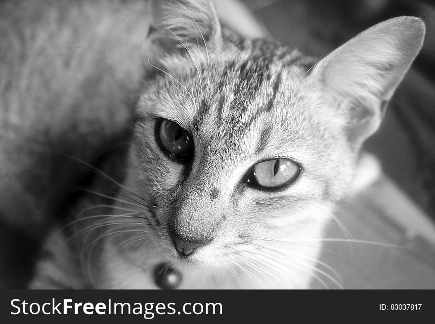 Close up portrait of domestic short haired cat indoors in black and white. Close up portrait of domestic short haired cat indoors in black and white.