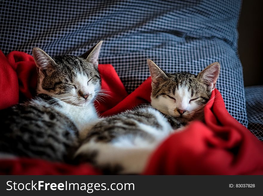 Black and White Tabby Cat Sleeping on Red Textile