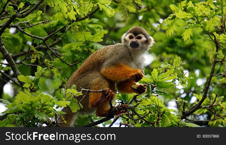 Squirrel monkey in branches of leafy tree looking intently perhaps at opportunity to feed. Squirrel monkey in branches of leafy tree looking intently perhaps at opportunity to feed.