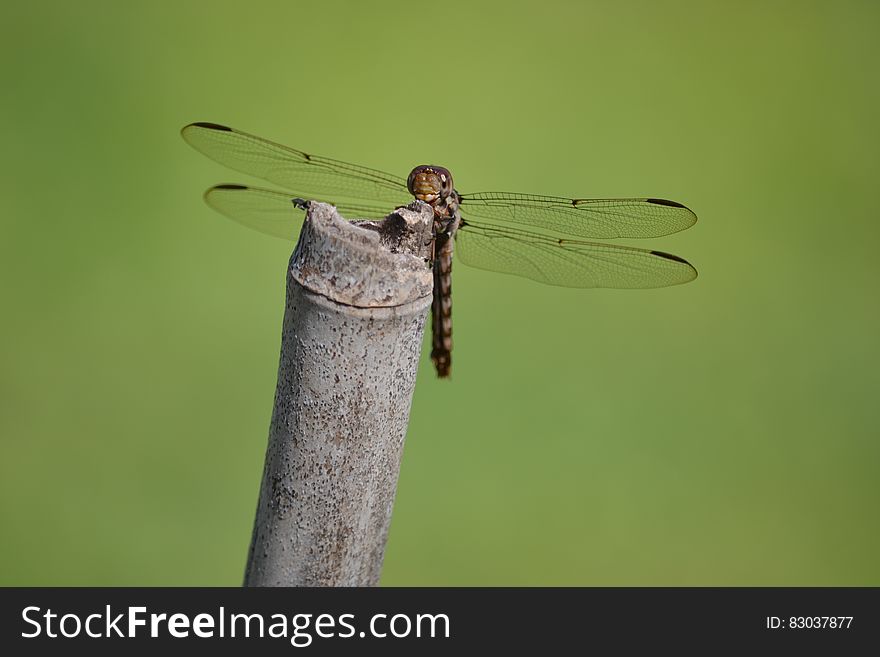 A dragonfly perching on a dried reed. A dragonfly perching on a dried reed.