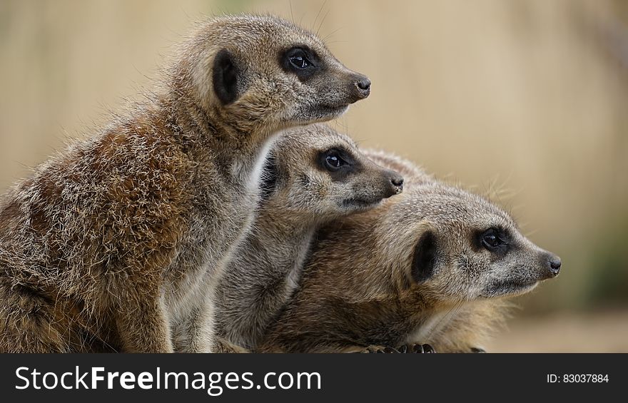 A family of meerkats watching something closely.