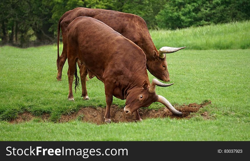 Long horn bulls digging hole in green field on sunny day. Long horn bulls digging hole in green field on sunny day.
